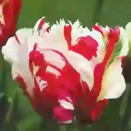 Estella Rijnveld